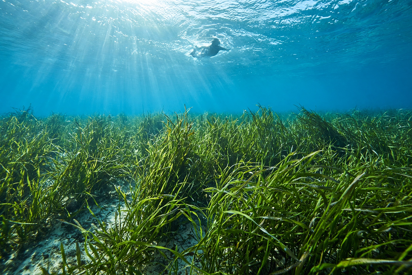 Pradera de posidonia iluminada durante una parada de snorkel